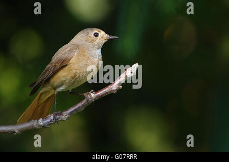 Comune Femmina Redstart Foto Stock