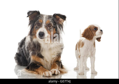 Pastore australiano e Cavalier King Charles cucciolo Foto Stock