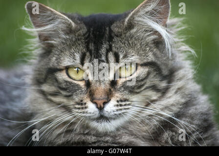 Grigio e bianco testa di gatto closeup sul verde backgroun Foto Stock