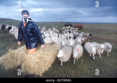 Braer Disaster Shetland 1993 agricoltore indossa maschera per protezione da olio. Foto Stock