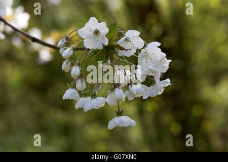 Fioritura ramoscello di ciliegio ( Prunus sp.) Foto Stock