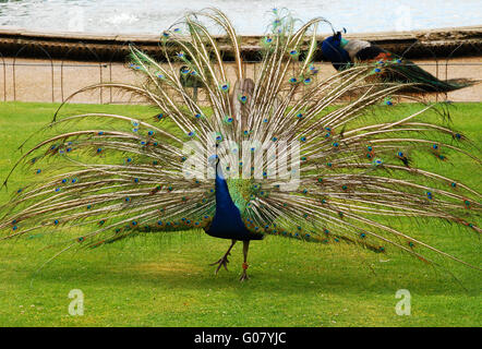 Pavone maschio piena diffusione giù racconti in posizione di parcheggio Foto Stock