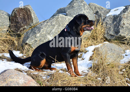Ritratto di profilo di una seduta Rottweiler Foto Stock