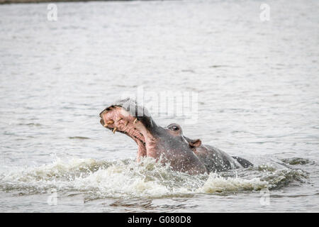Sbadigliare Ippona in acqua nel Mkuze Game Reserve, Sud Africa. Foto Stock