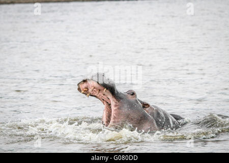 Sbadigliare Ippona in acqua nel Mkuze Game Reserve, Sud Africa. Foto Stock