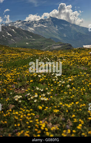 Fiori in montagna Foto Stock