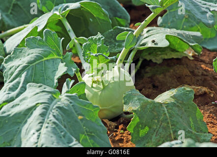 Il cavolo rapa è un europeo annuale del vegetale. Il cavolo rapa è consumata cruda o cotta. Chiamato anche il tedesco rape, cavoli rapa e Knol Kh Foto Stock