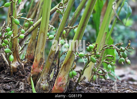 Verde immaturo e i semi di cardamomo in pianta in Kerala, India. Il cardamomo è il terzo più costoso spice in peso. Foto Stock