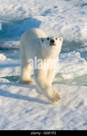 Un orso polare cercando fino a noi come si avvicina la nostra nave al largo della costa di Spitsbergen, Svalbard Foto Stock