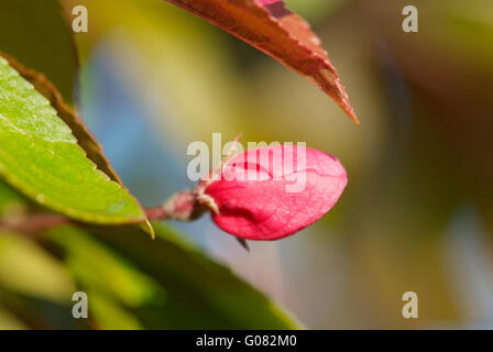 Close up fiore del melo Foto Stock