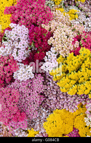 Fiori yarrow (lat. Achillea), lo sfondo, lo sfondo Foto Stock