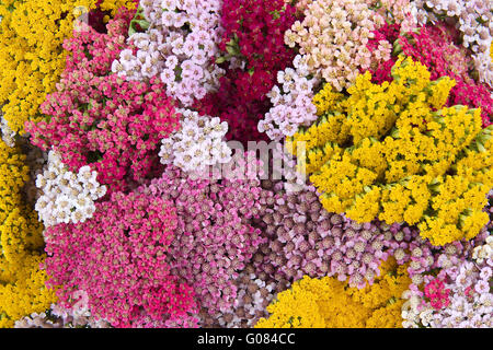 Fiori yarrow (lat. Achillea), lo sfondo, lo sfondo Foto Stock