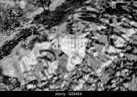 In acqua corrente e una foglia in bianco e nero Foto Stock