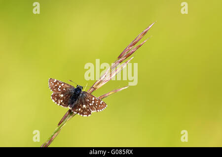 A marchio comune skipper aperto Foto Stock