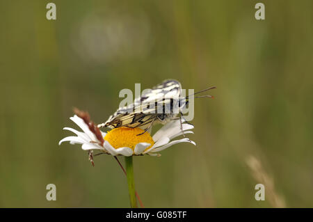 Bianco Marmo aperto Foto Stock