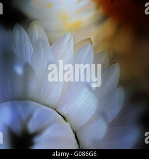 Close-up del fiore di un bianco uvularia Foto Stock