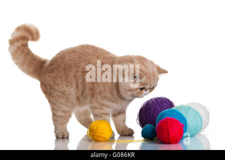 Exotic Shorthair cat. Gatto con sfere di thread. Foto Stock