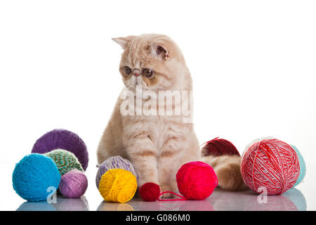 Exotic Shorthair cat. Gatto con sfere di thread. Foto Stock