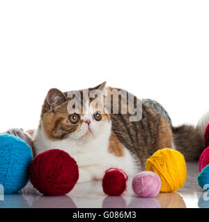 Exotic Shorthair cat. Gatto con sfere di thread. Foto Stock
