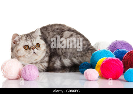 Exotic Shorthair cat. Gatto con sfere di thread. Foto Stock