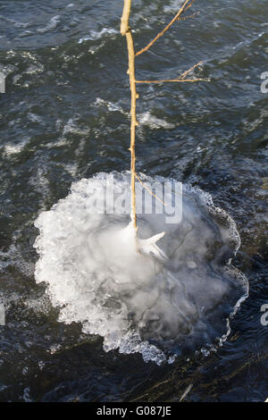 Icy rami di alberi e cespugli sulla riva del fiume Foto Stock