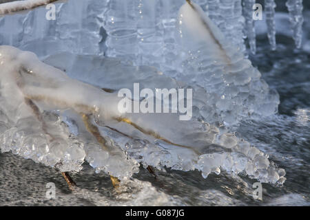 Icy rami di alberi e cespugli sulla riva del fiume Foto Stock