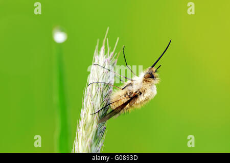 mosche di Bee Foto Stock