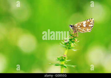 Skipper brizzolato femmina Foto Stock