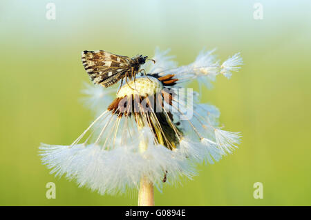 Skipper brizzolato su blowball Foto Stock