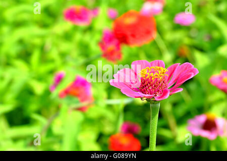 Rosa zinnia chiudere in su in un giardino Foto Stock