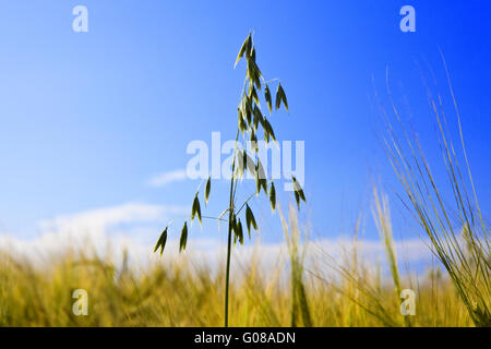 Oat orecchio in campo sullo sfondo del cielo blu scuro Foto Stock