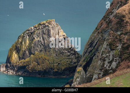 Ago sulla roccia Dinas Isola , Pembrokeshire, è un grande sito di nidificazione di uccelli marini tra cui guillimots, razorbills, fulmars e vari gabbiani. Foto Stock