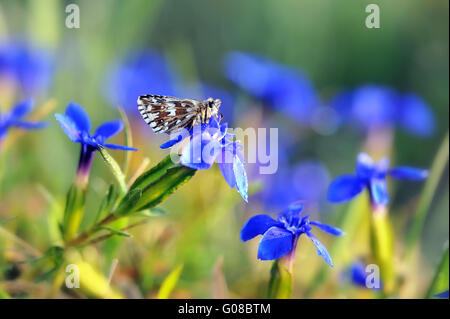 Skipper brizzolato su stemless Blu Genziana Foto Stock