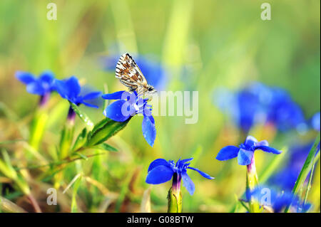 Skipper brizzolato su stemless Blu Genziana Foto Stock