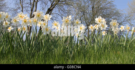 narcisi Foto Stock