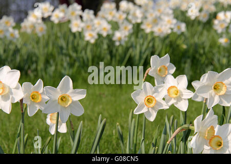 narcisi Foto Stock