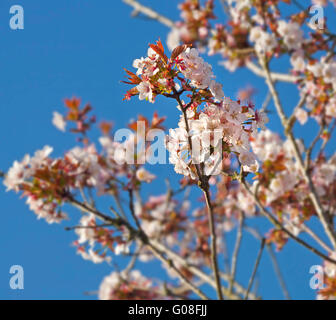 Bianco Ciliegio blossom, molla, cielo blu, Prunus sp. Foto Stock