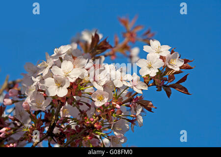 Bianco Ciliegio blossom, molla, cielo blu, Prunus sp. Foto Stock