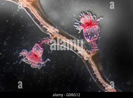 Marine Obelia, campo oscuro fotomicrografia Foto Stock