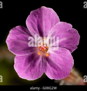 Geranium robertianum fiore, Herb-Robert, Red Robin, morte Vieni in fretta, Storksbill, Foto Stock