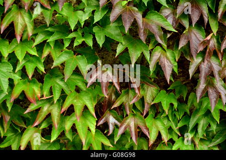 Texture di sfondo di foglie d'Edera contro un muro del giardino Foto Stock