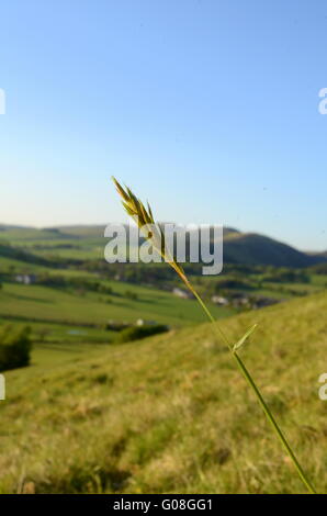 Bellissimo paesaggio rurale della Scottish Borders nella luce della sera Foto Stock