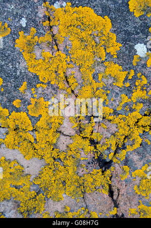 Texture di sfondo di lichene giallo su una roccia Foto Stock
