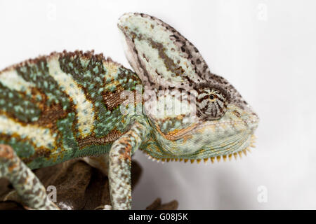 Una velata camaleonte sta fissando la telecamera (Chamaeleo calyptratus) Foto Stock