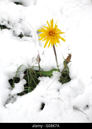 Arnica nella neve Foto Stock