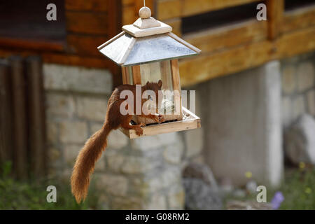 Scoiattolo rosso / Sciurus vulgaris su Bird Feeder Foto Stock