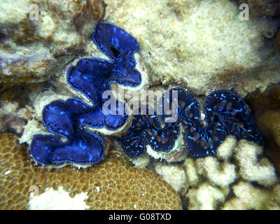 Scanalati Vongole Giganti in Oceano Pacifico, Isola Kiritimati Foto Stock