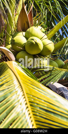 Noce di cocco verde su albero di cocco, Closeup, verticale s Foto Stock