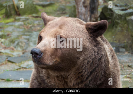 Eurasian l'orso bruno (Ursus arctos arctos), Zoo di Bratislava, Slovacchia Foto Stock