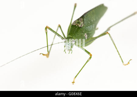 Di colore verde variante di un Oblong-Winged katydid Foto Stock